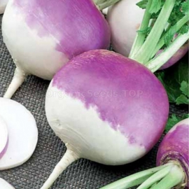«Purple» - Organic Turnip Seeds