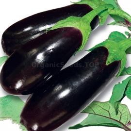 «Kherson» - Organic Eggplant Seeds