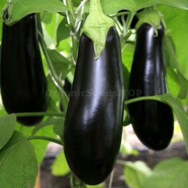 «Donetsk Harvest» - Organic Eggplant Seeds