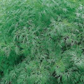 «Ambrosia» - Organic Dill Seeds