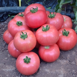 «Volgograd Pink» - Organic Tomato Seeds