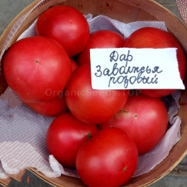 «Gift of Zavolzhye Pink» - Organic Tomato Seeds