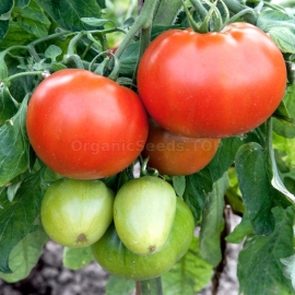 «Red Champion» - Organic Tomato Seeds