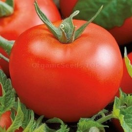 «Mobil» - Organic Tomato Seeds