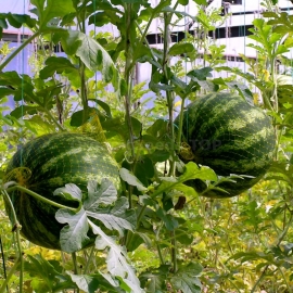 «Prince» - Organic Watermelon Seeds