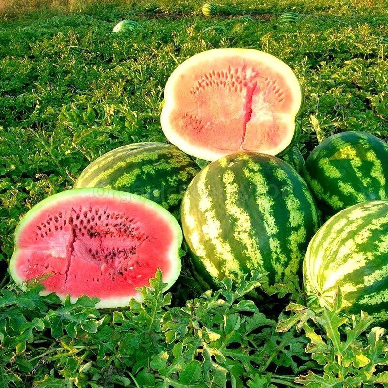 «Rose of the SouthEast» Organic Watermelon Seeds Shipping is free