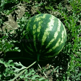 «Taurian» - Organic Watermelon Seeds