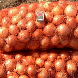 «Galant» - Organic Onion Seeds
