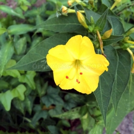 «Four O'Clock Yellow» - Organic Mirabilis Seeds
