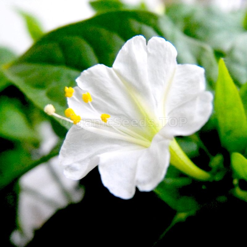 «Four O'Clock White» Organic Mirabilis Seeds Shipping is free for