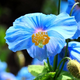 Organic Tibetan Blue Poppy Seeds (Meconopsis Grandis)