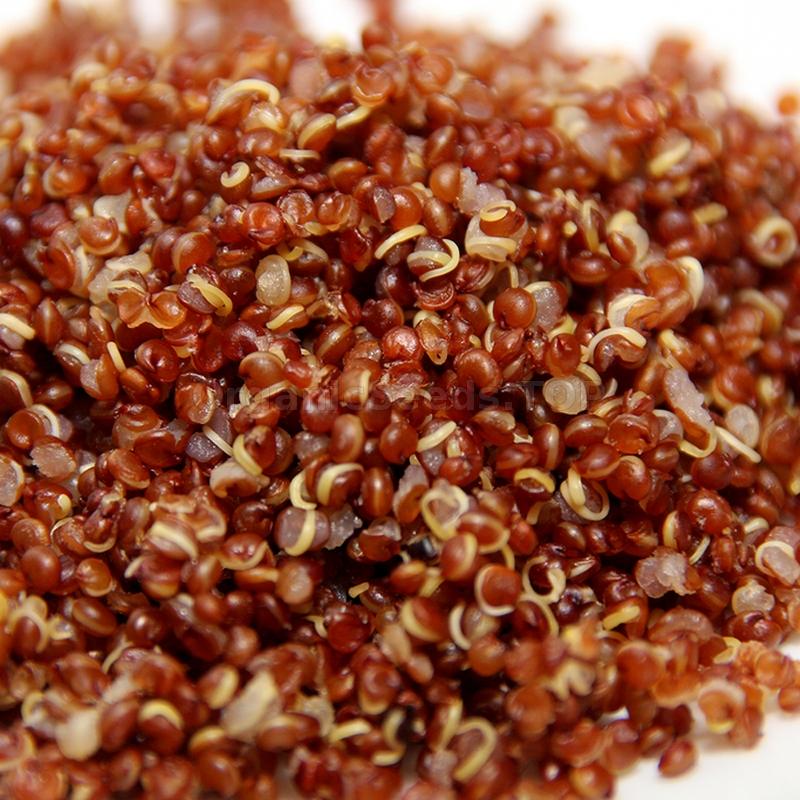 Organic Red Quinoa Seeds (Chenopodium Quinoa) Shipping is free for orders over €50