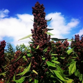 Organic Black Quinoa Seeds (Chenopodium quinoa)