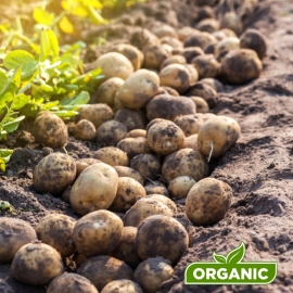 «Regoplant Potatoes» Plant Growth Stimulator