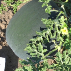 «Orpheus» - Organic Watermelon Seeds