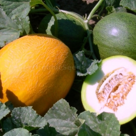 «Didona» - Organic Melon Seeds