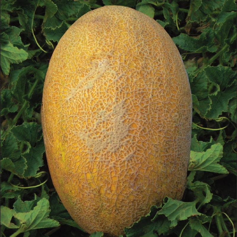 «Fantasy» Organic Melon Seeds Shipping is free for orders over €50