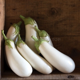 «White Iceberg» - Organic Eggplant Seeds