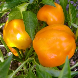 «Scythian Gold» - Organic Pepper Seeds