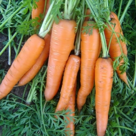 «Vita Longa» - Organic Carrot Seeds