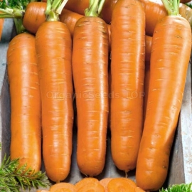 «Flakkoro» - Organic Carrot Seeds