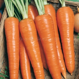 «Rote Risen» - Organic Carrot Seeds