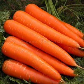 «Losinoostrovskaya» - Organic Carrot Seeds