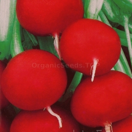 «Rova» - Organic Radish Seeds