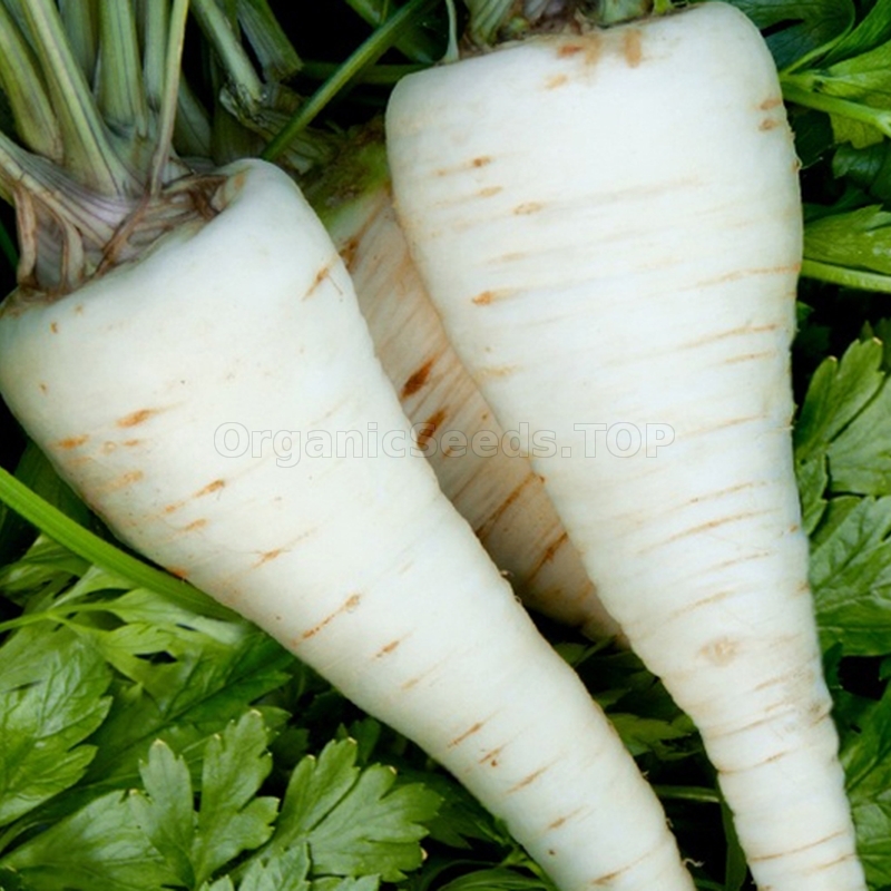 «Berlin» Organic Root Parsley Seeds Shipping is free for orders