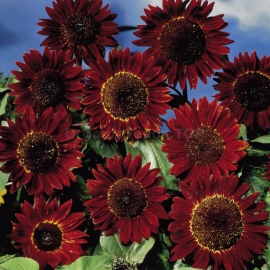 «Ruby Sunset» - Organic Sunflower Seeds