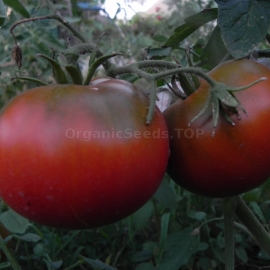 «Black Ethiopian» - Organic Tomato Seeds