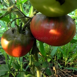 «Black Sea Man» - Organic Tomato Seeds