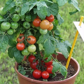 «Florida petite» - Organic Tomato Seeds