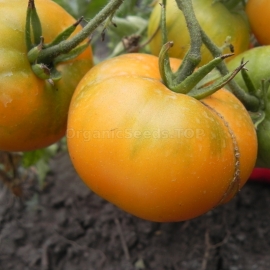 «Tired Sun» - Organic Tomato Seeds