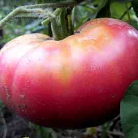 «Pink King» - Organic Tomato Seeds