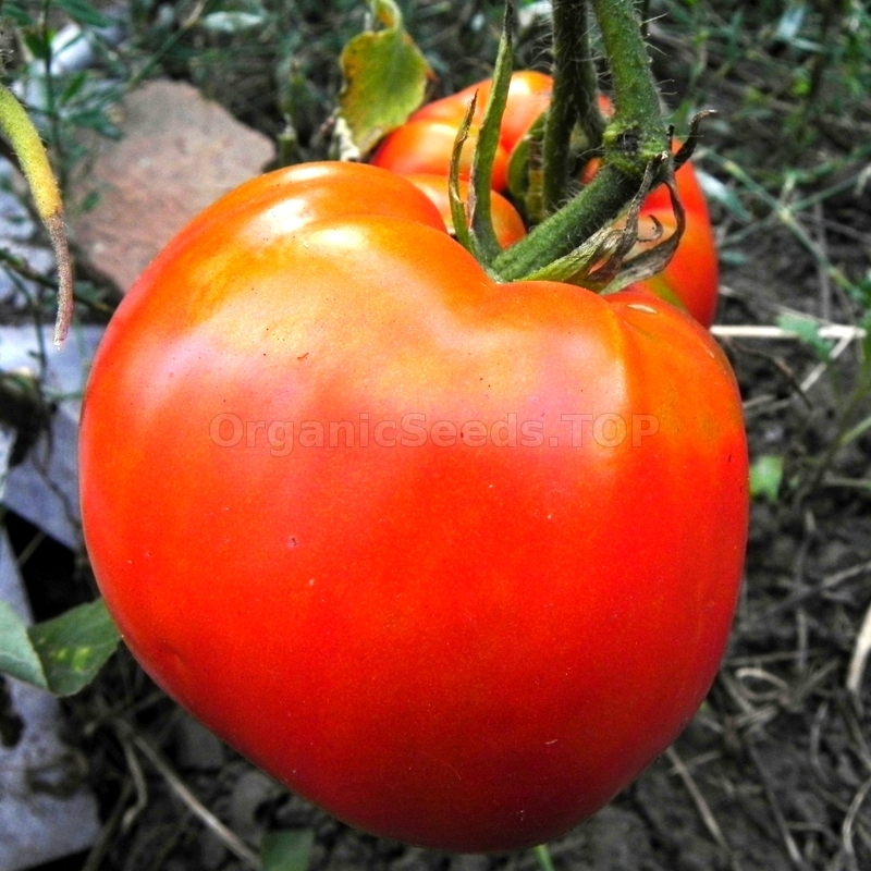 Organic Tomato Seeds Shipping is free for orders over €50