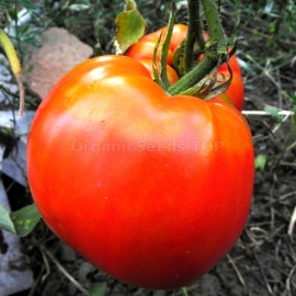 «Garnet» - Organic Tomato Seeds
