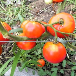 «Knight Tournament» - Organic Tomato Seeds