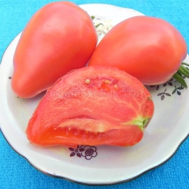 «Pink Stela» - Organic Tomato Seeds