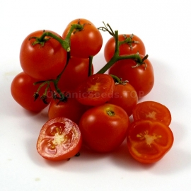 «Pinocchio» - Organic Tomato Seeds