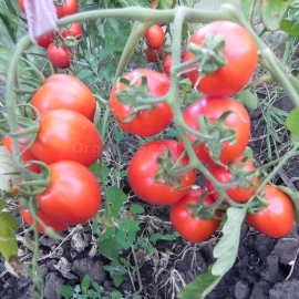«Tsar Peter I» - Organic Tomato Seeds