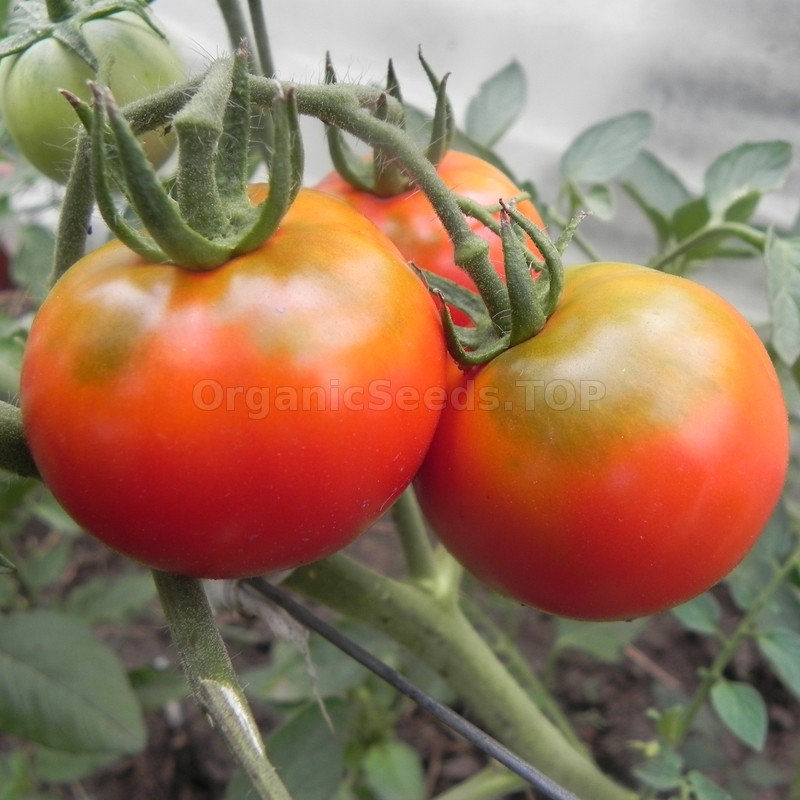 «new Year» - Organic Tomato Seeds - Shipping Is Free For Orders Over €50