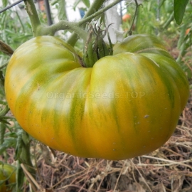 «Malachite Box» - Organic Tomato Seeds