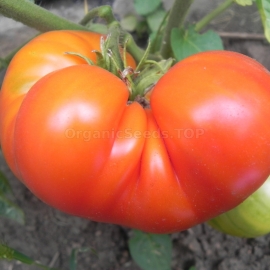 «Goliath» - Organic Tomato Seeds