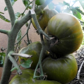 «Kiwi» - Organic Tomato Seeds