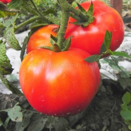 «Katyusha» - Organic Tomato Seeds