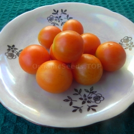«Winter Cherry» - Organic Tomato Seeds