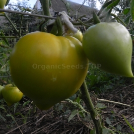 «Winter Heart» - Organic Tomato Seeds