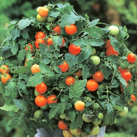 «Garden Pearl» - Organic Tomato Seeds