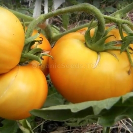 «Orange Melon» - Organic Tomato Seeds